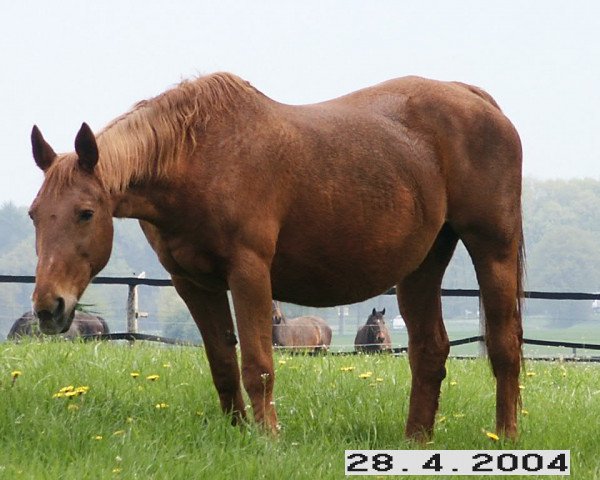 Zuchtstute Tessa (Westfale, 1979, von Tiro)