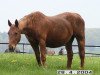 broodmare Tessa (Westphalian, 1979, from Tiro)