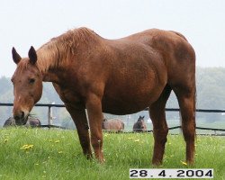 broodmare Tessa (Westphalian, 1979, from Tiro)