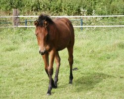 dressage horse Ritana F (Westfale, 2004, from Rifaisos)