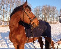 dressage horse Capri de Saar (Zweibrücken, 2003, from Cesano II)