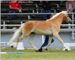 Zuchtstute Lausanne (Haflinger, 2015, von Almquell)