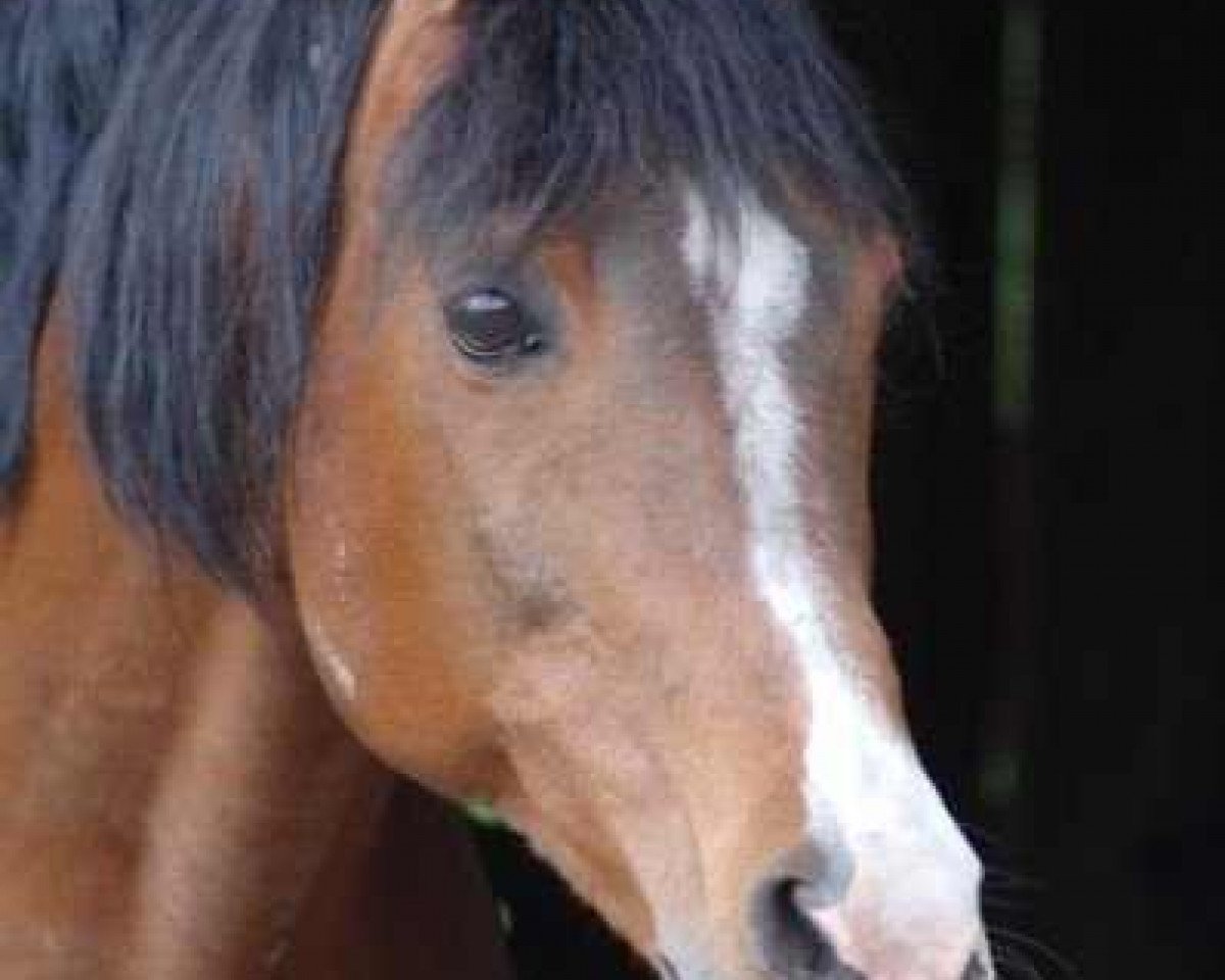 stallion Baron of Tersk ox (Arabian purebred, 1982, from Antej 1972 ox)