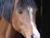 stallion Baron of Tersk ox (Arabian thoroughbred, 1982, from Antej 1972 ox)