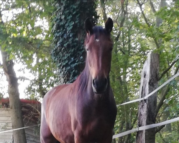 broodmare Zita GK (Zangersheide riding horse, 2018, from Zinedine)