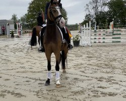 dressage horse Mister Bombastic (German Riding Pony, 2017, from Movie Star)