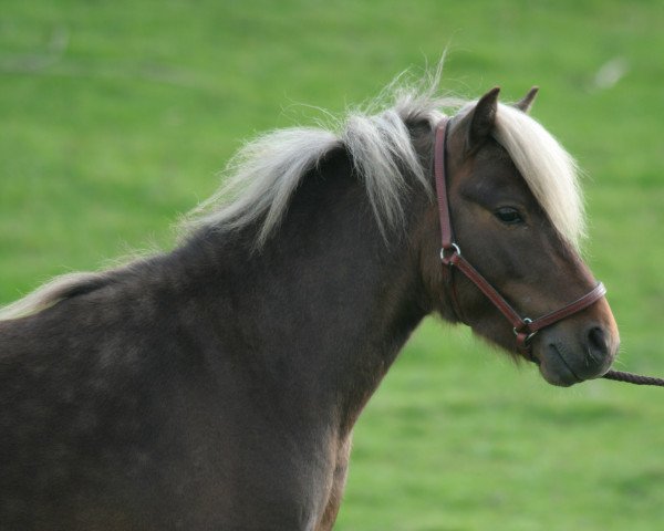 stallion Ginger vom Körler Berg (German Classic Pony, 2017, from Grande)