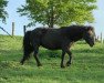 broodmare Wendy vom Körler Berg (German Classic Pony, 2000, from Pascha von Uda)