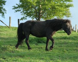 Zuchtstute Wendy vom Körler Berg (Deutsches Classic Pony, 2000, von Pascha von Uda)