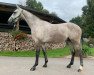 jumper Mister Guido B (KWPN (Royal Dutch Sporthorse), 2017, from Hermantico)