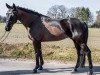 dressage horse Baumann's Borsalino (Westphalian, 2010, from Blue Hors Bentley)