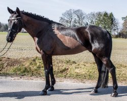 Dressurpferd Baumann's Borsalino (Westfale, 2010, von Blue Hors Bentley)