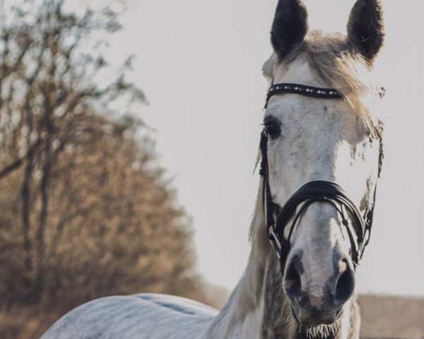 jumper Lenzer 8 (German Sport Horse, 2013, from Levkoi)