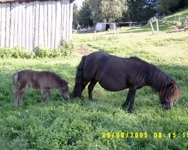 Zuchtstute Wicky vom Körler Berg (Shetland Pony, 1997, von Frieder)