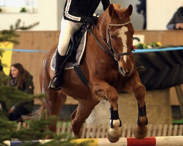 horse Josse (Mecklenburg, 2007, from Juventus)