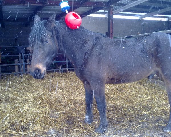 horse NoMuli (Friese, 2008, from Cornelis Van Het Monnike Huis)