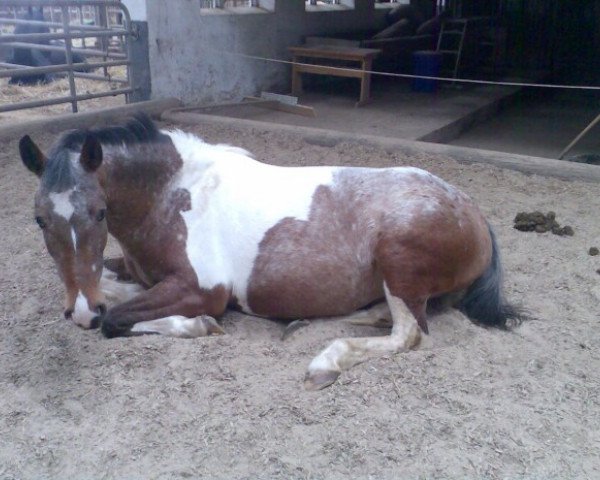 Zuchtstute Bianka (Polnisches Warmblut, 2004)