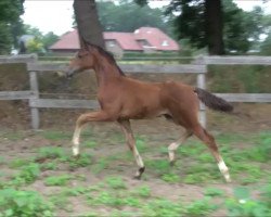 dressage horse Leviano 14 (German Sport Horse, 2019, from Lissaro)