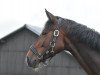 dressage horse First Unicorn (Westphalian, 2007, from Flovino)