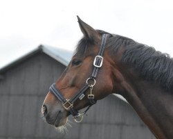 dressage horse First Unicorn (Westphalian, 2007, from Flovino)