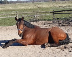 dressage horse Baiko Belin (Selle Français, 2011, from Orlando van de Heffinck)