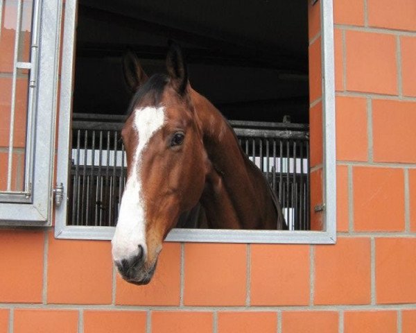 broodmare Cassiopeia 86 (Hanoverian, 2002, from Cheenook)