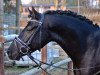 stallion Hot Volee (German Riding Pony, 2008, from Hattrick)