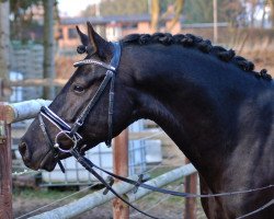 stallion Hot Volee (German Riding Pony, 2008, from Hattrick)