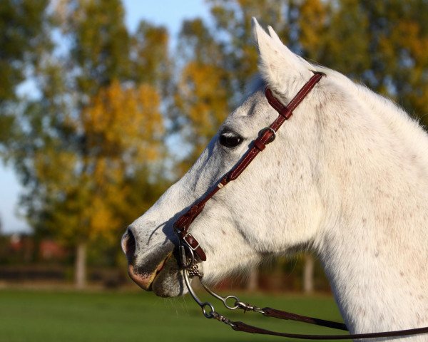 horse Asra 16 (Arabian, 1986, from Afkan ox)