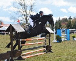 jumper Clara 200 (German Sport Horse, 2013, from Casiro I)