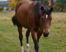 horse Jessie Cody Jac (Quarter Horse, 1991, from Hollywood Cody Jac)