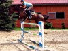 broodmare Sabrina 377 (Oldenburg show jumper, 2002, from Darco)