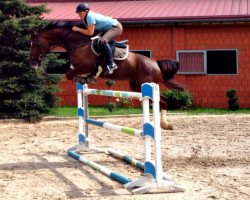 broodmare Sabrina 377 (Oldenburg show jumper, 2002, from Darco)