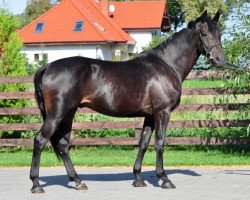 Pferd Brand (Polnisches Warmblut, 2009, von Baxer)