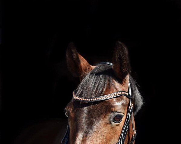 dressage horse Lausanne (Hanoverian, 2007, from Lauscher)