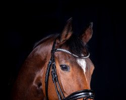 dressage horse Basmah Bayad (Westphalian, 2013, from Bon Bravour)