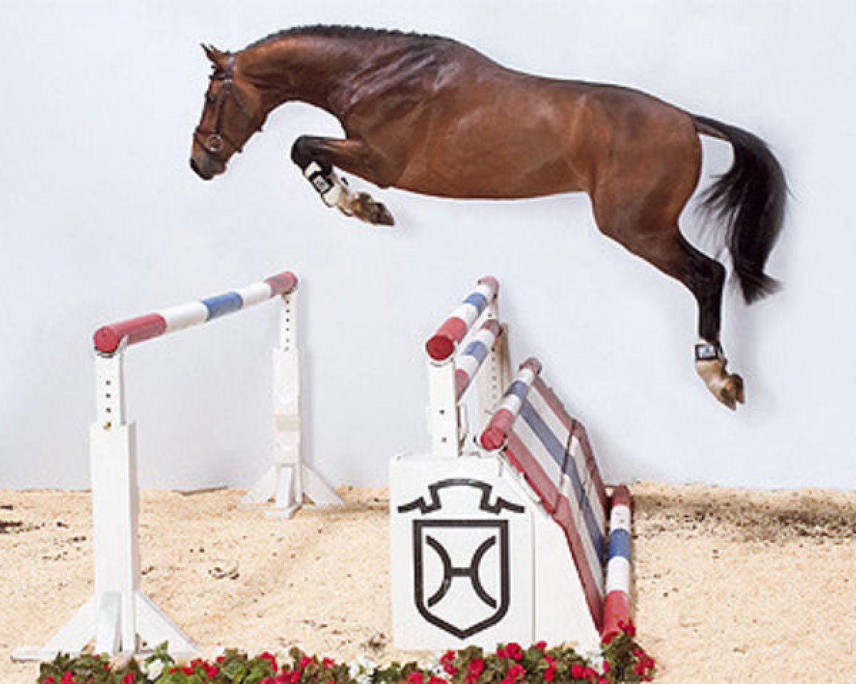 stallion Quidado (Holsteiner, 2003, from Quidam de Revel)