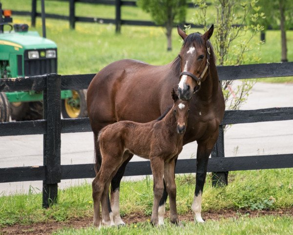 horse Hengst von Curlin xx (Thoroughbred, 2022, from Curlin xx)