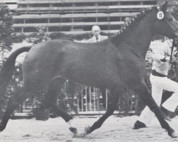 stallion Lepanto (Holsteiner, 1976, from Ladykiller xx)