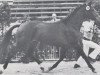 stallion Lepanto (Holsteiner, 1976, from Ladykiller xx)