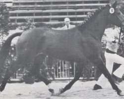 stallion Lepanto (Holsteiner, 1976, from Ladykiller xx)