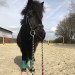 dressage horse Bibi Blocksberg 34 (Shetland Pony, 2007)