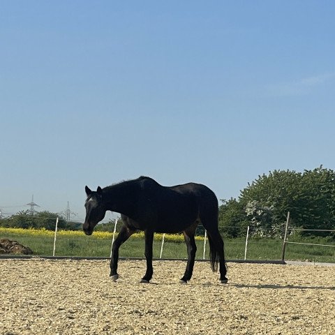 broodmare Lusianna (Hanoverian, 1991, from Lemon xx)