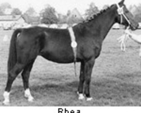 broodmare Rhea (Holsteiner, 1957, from Marder)