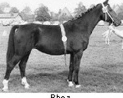 broodmare Rhea (Holsteiner, 1957, from Marder)