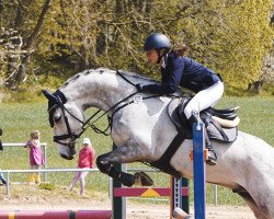 jumper Campeon 15 (Holsteiner, 2012, from Cassilano)