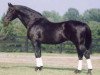stallion Merano (Holsteiner, 1973, from Merlin)