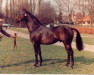stallion Casino Boy xx (Thoroughbred, 1974, from Levanter xx)