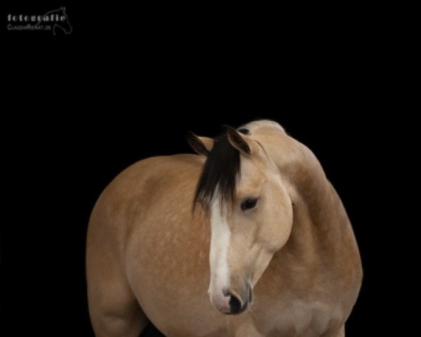 dressage horse Mr. Heartbeat (German Riding Pony, 2017, from The Braes My Mobility)