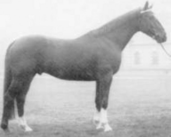 stallion Ecuyer I (Selle Français, 1970, from Tanael AN)
